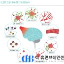 휴먼브레인