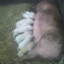 털보농장 이미지