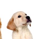 동물심장병원 진심 이미지