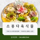 소풍다육식물