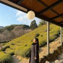 도심길12 | 하동 여행 녹차밭뷰 카페 내 돈 내산 유로 제다 방문 후기 녹차 홍차 여러 가지 차 마셔 보기