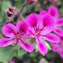 제물포세탁소 이미지