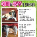 모란시장
