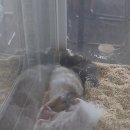 메다카린 이미지