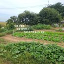 서산시고북면 / 천수만조망 텃밭과 유실수 가득한 철근콘크리트단독주택 291평 2억1천만 이미지