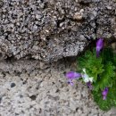 보헤미안별 이미지