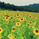 바람불어 좋은날 이미지