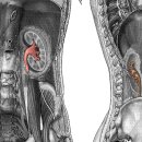 renal pelvis(콩팥깔대기) 이미지