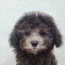 도그마루 강아지 고양이 성남분당점 이미지