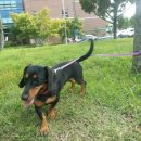 봄날의 강아지 이미지