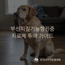 분당데이지동물병원 | 쿠싱 치료약, 알고 사용하시나요? 복용 방법, 부작용, 주의사항까지 Q&amp;A 정리 ┃ 분당 데이지동물병원