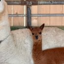 동화목장 이미지