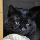 오늘도 고양이처럼 고씨네 하우스 | 다이소 고양이용품추천 빵가게 스크래쳐 하우스 후기 종이 스크래쳐 가성비 숨숨집