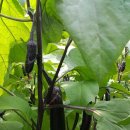 평동농장 이미지