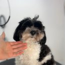 개린이살롱 이미지