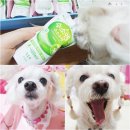 아롱다롱 펫택시 | 강아지간식 수소수펫 이젠 아롱다롱 필수품이 되었어요