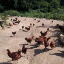 나경농장 이미지