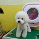 사랑해줄개 애견샵 이미지