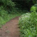 숲속풍경 이미지