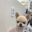 댕댕살롱 이미지