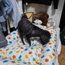 까망 곰 젤리 | [MUMMUR]여름인견슈크림쿠션