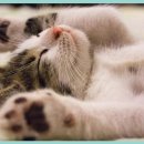 이든동물병원 이미지