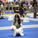 올웨이즈 반려견 미용실 이미지