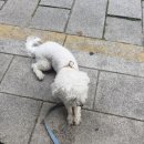 씨유 광주참조은점 | 원래그래요 / [제주도후기/광주카페추천]