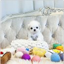 강아지분양 애견입양 아이러브독 수원점 말티푸미니비숑포메 이미지