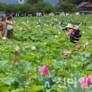 경주 가볼만한곳 첨성대 주변 연꽃 이미지