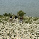 대장금마실길(3코스) | [여행](부안) 변산마실길 2코스 송포항 샤스타데이지 개화현황 50%