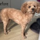 어글리독 이미지