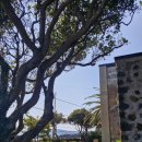 위미그라스 이미지