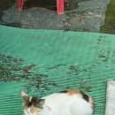 은행리낚시터 이미지