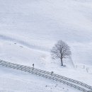 설경 | 강원도 겨울 여행지 추천 /대관령 양떼목장 설경 후기