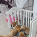 개라다이스 이미지