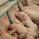 돈수농장 | 양돈 분만작업 총정리 (총산·실산·사산·미이라)