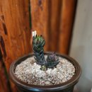 안면도시골농산 이미지