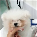 대구애견미용 모여라솜뭉치 | 대구달서구애견미용 대구애견미용 강아지호텔 모여라솜뭉치 이용 후기