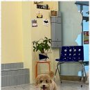 포블포블 이미지