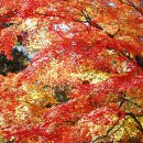 백양사진입로 이미지