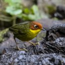 Chestnut-headed Tesia 이미지