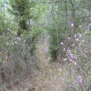 Re:[고흥지맥5구간];봉남고개-운암산-송곡육교-수덕재14km 8시간 山行記(비교적順한길) 이미지