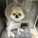 호계동물병원 이미지