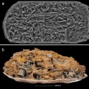 U타워 사거리 교통섬(동원10단지) | 카르티만두아Cartimandua 여왕의 수도 인근에서 철기 시대 영국 최초 4륜 전차