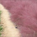 뮬리Muhly