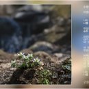 이영춘「풀잎」 이미지