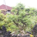 고향민박 이미지