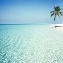 바다쪼개 이미지