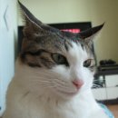 뜨레소야 이미지